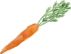 Watercolor Carrot Illustration