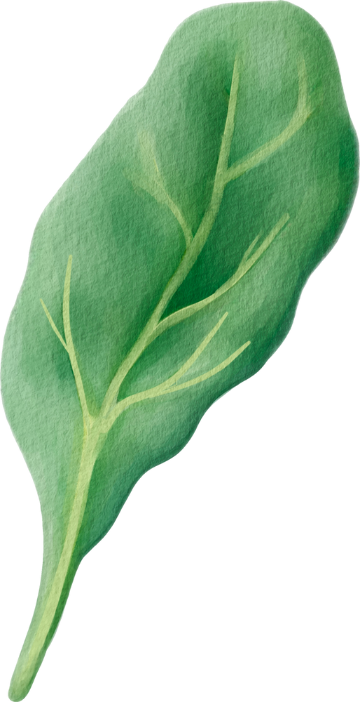 Spinach Watercolor