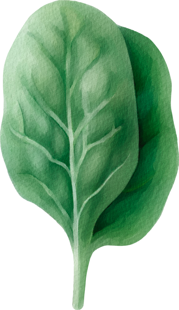 Spinach Watercolor